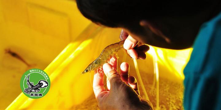 台南七股食魚教育行程｜蝦咪代誌？白蝦養殖＆魚塭餐桌