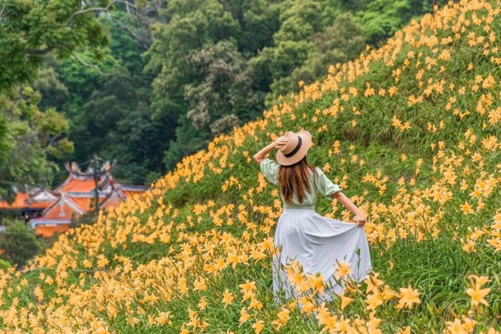 金針花海景點-花壇虎山巖