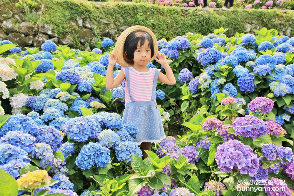 竹子湖一日遊 | 夏初必訪繡球花季！大梯田漸層花田、秘境繡球花田、迷霧繡球花小徑整路拍不停！