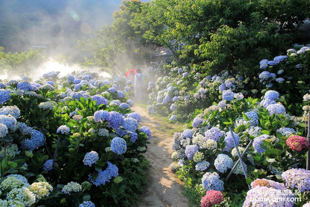 竹子湖一日遊 | 夏初必訪繡球花季！大梯田漸層花田、秘境繡球花田、迷霧繡球花小徑整路拍不停！