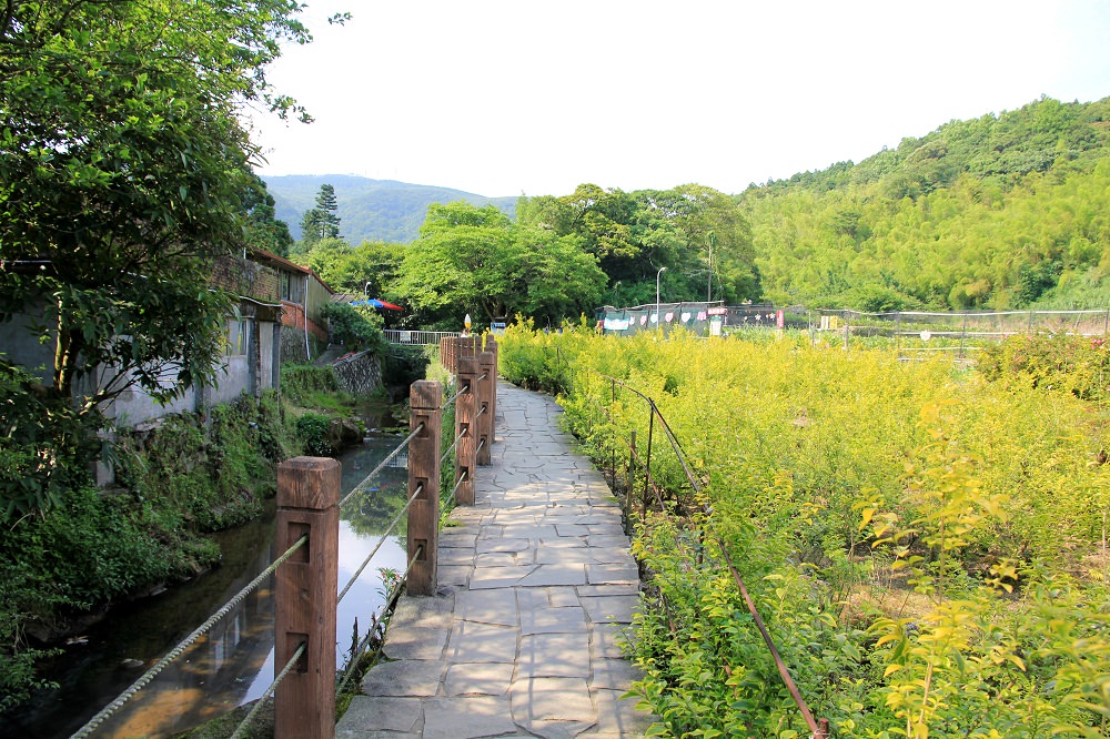 竹子湖一日遊 | 夏初必訪繡球花季！大梯田漸層花田、秘境繡球花田、迷霧繡球花小徑整路拍不停！