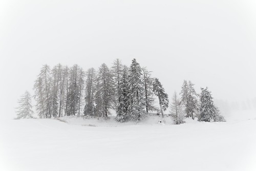 Trees in snow | by matthiaspaessens