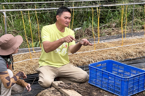 來來農場主人呂瑞弘介紹有機原生種山藥的種植方式。攝影：林郁宸 | by e-info