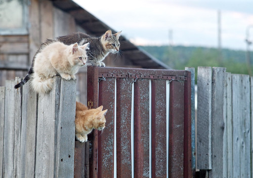 Cats gang :) | by Vitaly Gureshov