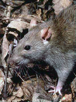 Rattus norvegicus