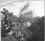 Stump where Marji-Gesick showed Philo Everett evidence of iron ore
