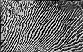 Dunne lamellae in een lamellaire microstructuur van perliet: zwart is ferriet en wit is cementiet