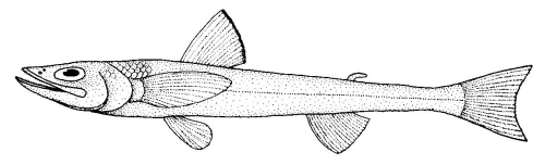 Bathysauropsis gracilis (Bathysauropsidae)