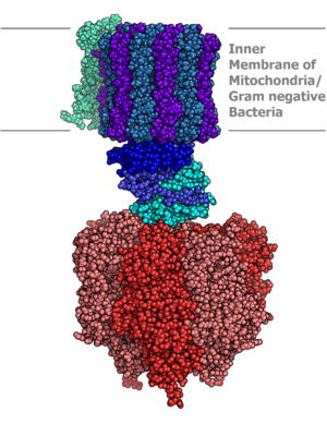 ATP synthase