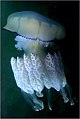 Jellyfish, לעבן רומענישן בארטן.