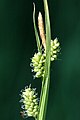 Geelgroene zegge (Carex demissa subsp. oedocarpa)