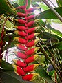 Heliconia velutina