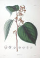 Illustration aus Flora Japonica 1870, 2 Teil