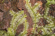 Het bebladerd levermos gedrongen kantmos (Lophocolea heterophylla).