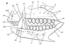 Reconstruction of the skull of Echinodon