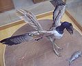 Archaeopteryx, một tổ tiên của chim hiện đại, xuất hiện ở Jura muộn.