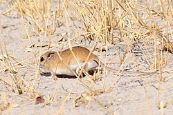 Buku-nyika tumbo-jeupe (Gerbilliscus leucogaster)