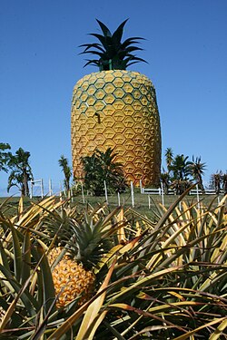 The Big Pineapple, located on the edge of town