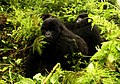 Bärggorilla im Nationalpark Virunga