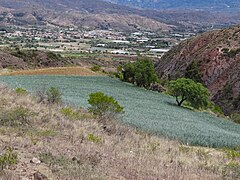 Onion fields