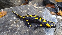 Fire salamander