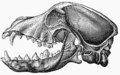 Image 45Lateral view of a dog skull, jaw opened (from Dog anatomy)