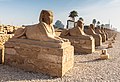 Luxor dromos, an avenue of human-headed sphinxes which once connected the temples of Karnak and Luxor.