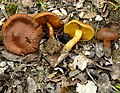 !!Cortinarius croceus!!