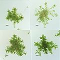 Four different ecotypes of P. patens stored at the International Moss Stock Center