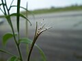 Pukající tobolka vrbovky malokvěté (Epilobium parviflorum)