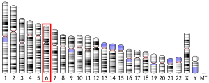 Chromosome 6 (human)