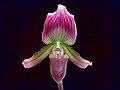 Paphiopedilum callosum