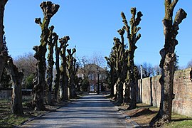 L'allée du château.