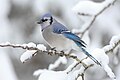 A Blue Jay is an example of a bird
