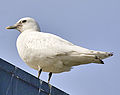 genre Pagophila mouette blanche