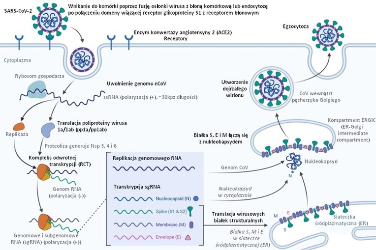 Proces replikacji wirusa SARS-CoV-2