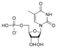 Estructura quimica de la timidina monofosfat