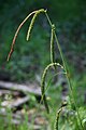 Hangende zegge (Carex pendula)