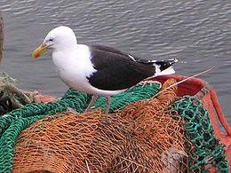 Balnotasis kiras (Larus marinus)