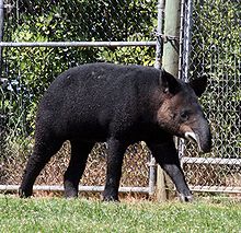 Monta tapiro