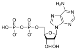 Estructura quimica de l'adenosina difosfat