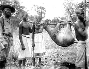 Mengangkut hasil buruan di Afrika. 1912