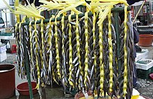 Drying gwamegi