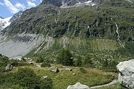 Conquête de la végétation sur la moraine latérale du glacier de Ferpècle.