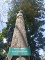 Tree in Kangla Fort