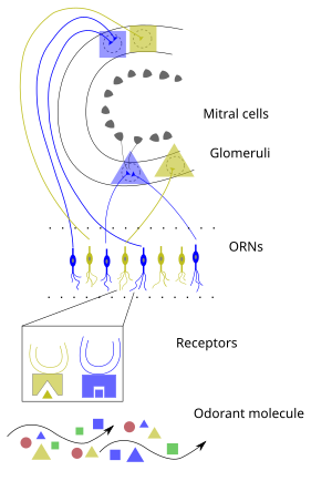 Early Olfactory System