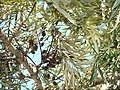 leaves and dry seed pods