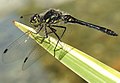 Gwäell ddu - Sympetrum danae