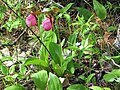 Two Pink Lady Slippers (Cypripedium acaule) and two Northern Starflowers (Trientalis borealis).