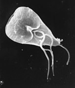 Giardia lamblia (Metamonada)